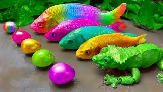 Colorful Gecko transformation Rainbow Eel Koi Fish Eggs Movement | Funny Crocodile, Catfish Electric