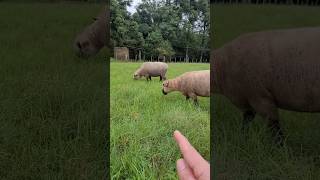 3 Manejos Certeiros para Ganhar Dinheiro com a Produção de Ovelhas