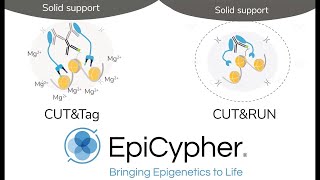 CUTANA™ CUT&Tag Technology: Ultra-sensitive Chromatin Profiling