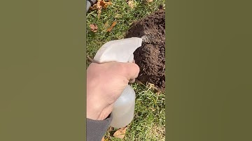 What a magnificent find Detecting at 1890s house #unbelievable #metaldetecting #shortsfeed #oldcoins