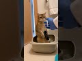 猫がトイレでスマホをいじっていると注射器が見えて・・・ #funnycat