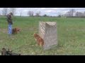 Nova scotia duck tolling retriever running akc master training