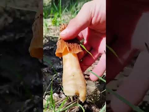 Сморчковая шапочка великанша. #грибы #лес