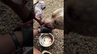 Hand Feeding Early On Prevents Food Aggression