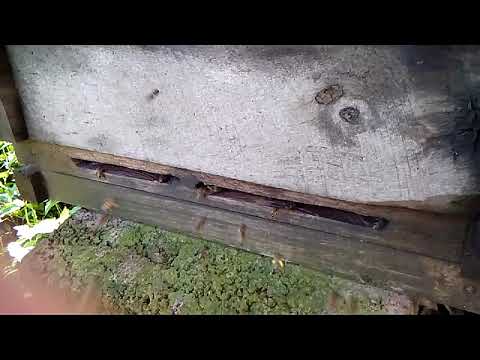 ჭეო შეაქვს ფუტკარს