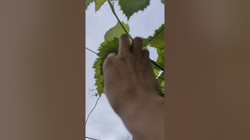 hướng dẫn lặt chồi nách cho cây nho cành cấp 1