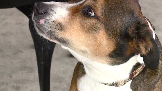 Dog saves family from fire