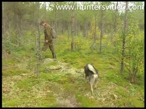 Swedish Hunting with Dogs - Hunters Video