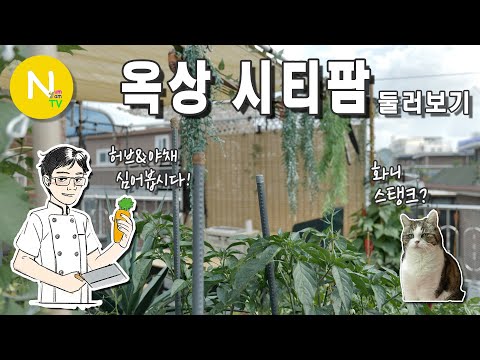 &amp;#39;옥상 시티팜&amp;#39; 둘러보기 / 늑대식당 / 도시농부 / 옥외정원 / <strong>Asia</strong> <strong>Food</strong> / 화니의 주방 / 늄냠TV