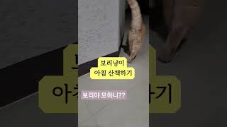 냥이 아침 요가 장소는? #박사논문