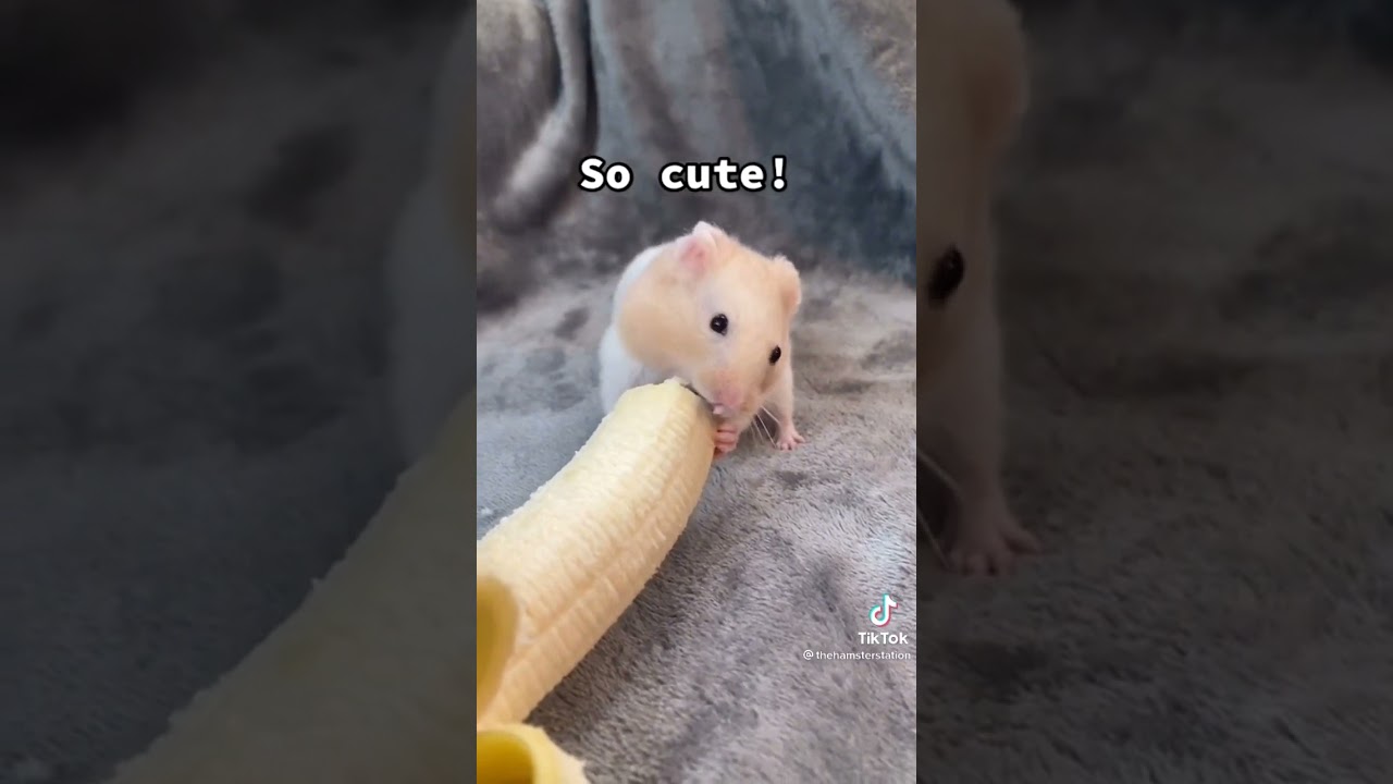 A cute white hamster eating banana 🍌🐹 | cute pet