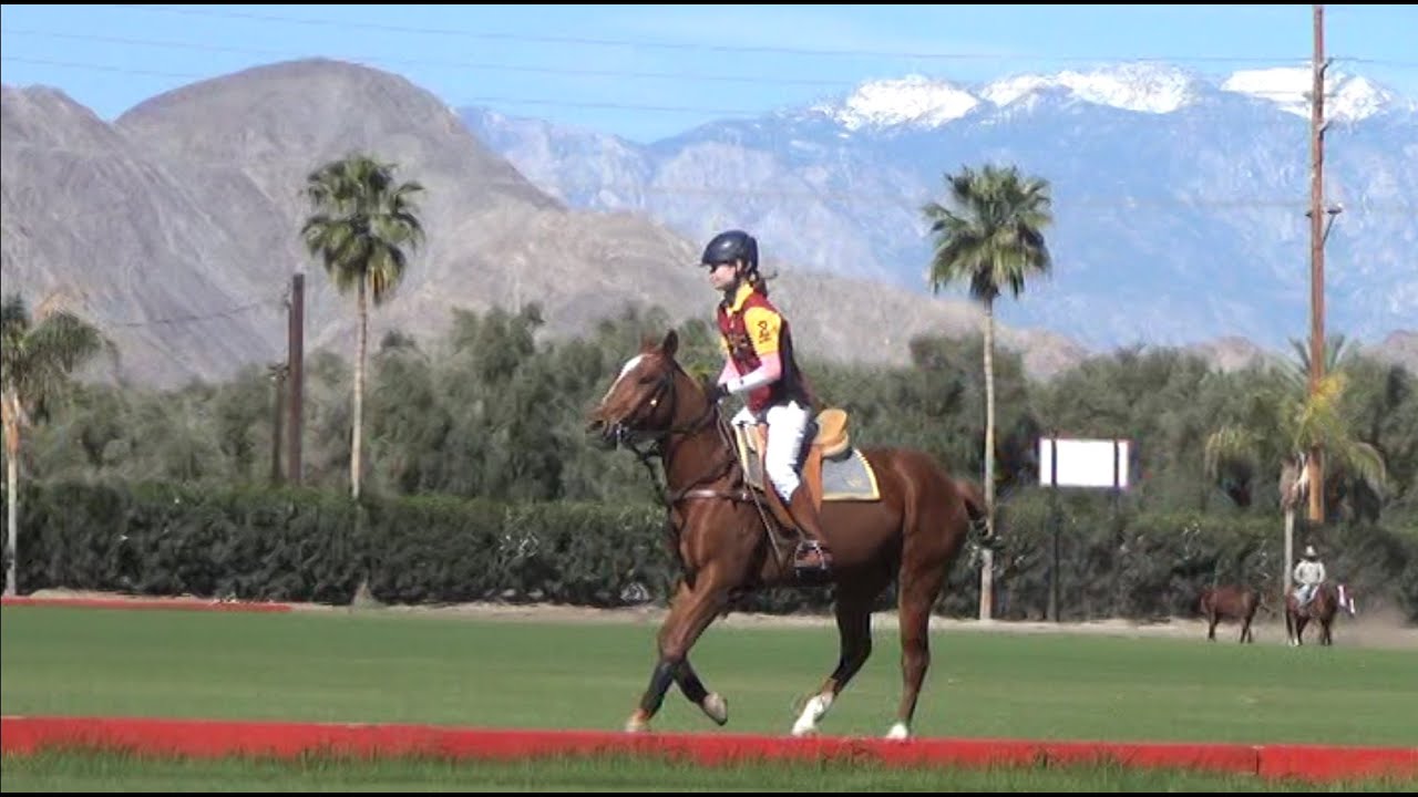 Polo Horse ASMR — Bird Chirps, Cantering Hoof Sounds & Metal Tack Clinking