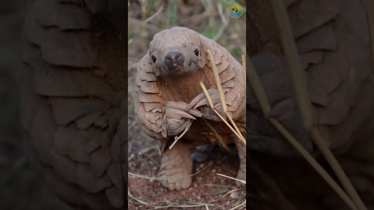 The Most Trafficked Mammal you've Never Heard of  