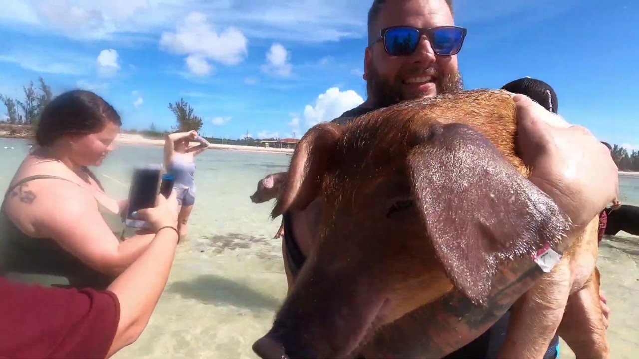Swimming with and Feeding wild pigs in Freeport, Bahamas YouTube