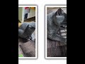 Rick und Morty im Alltag 🐾 So flauschig & verspielt
