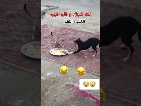 قط شجاع و كلب طيب حان وقت الأكل
