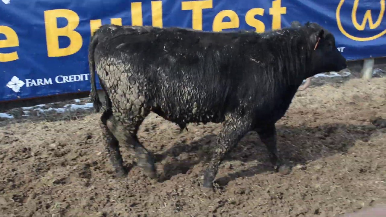 2019 Wardensville Bull Test Tag 184 YouTube
