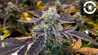 HARVEST DAY!!! + Weeks 6-10 of Flower - The Spider Grow: S3 EP5 | G8600