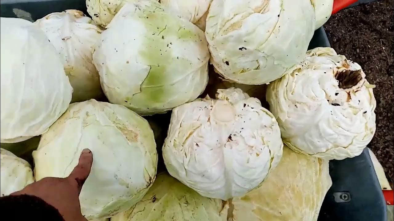 Убираю на Хранение Поздний сорт Капусты ТЁЩА. Ужасный УРОЖАЙ.😢😢😢. 16 ...