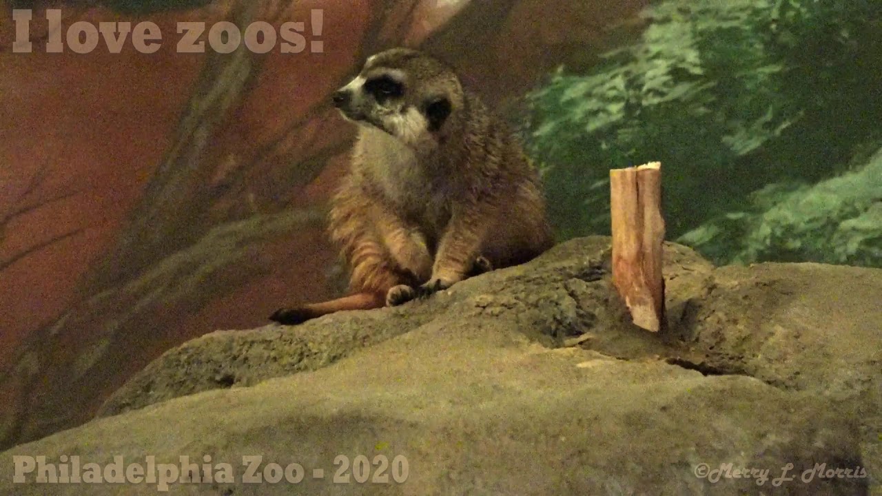 Philadelphia Zoo Meerkat Perched on Rock in Small Mammal House
