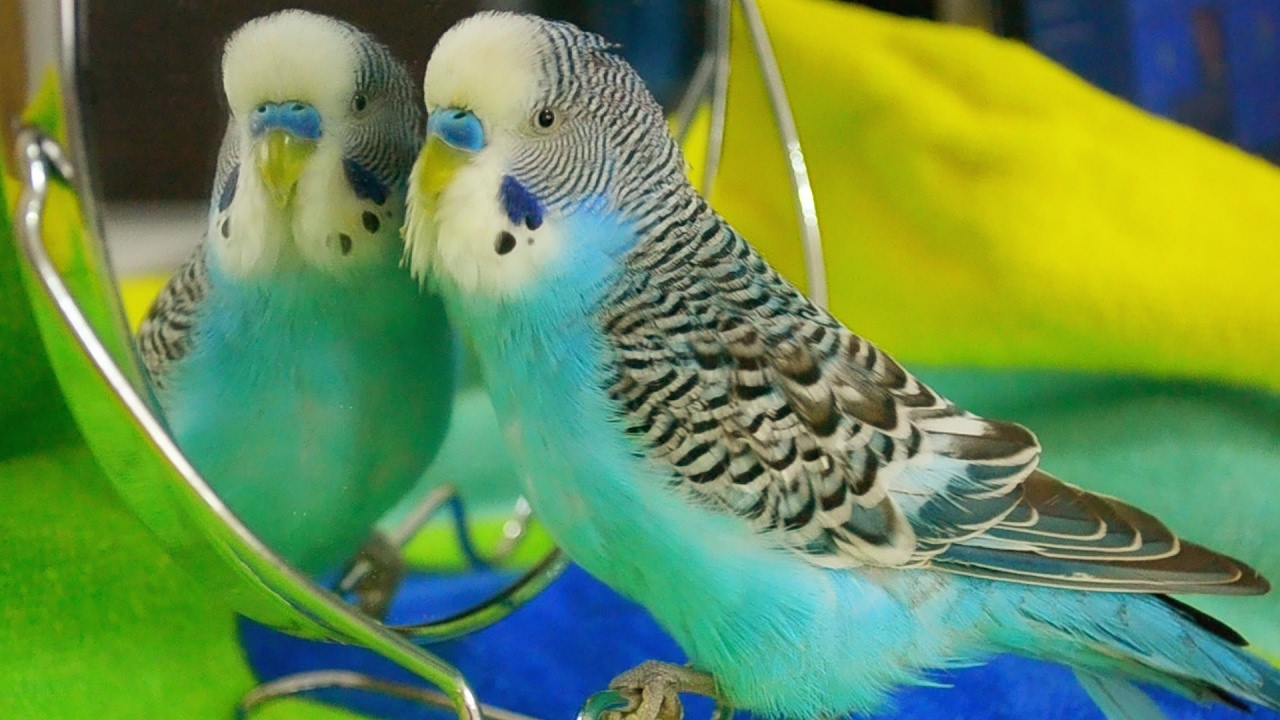 Parakeet sounds - Budgie singing to mirror - YouTube
