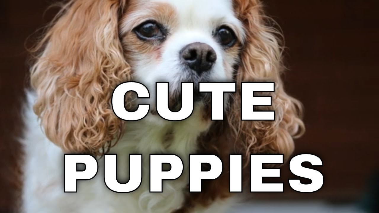 Dogs Pictures - the most beautiful photos of dogs