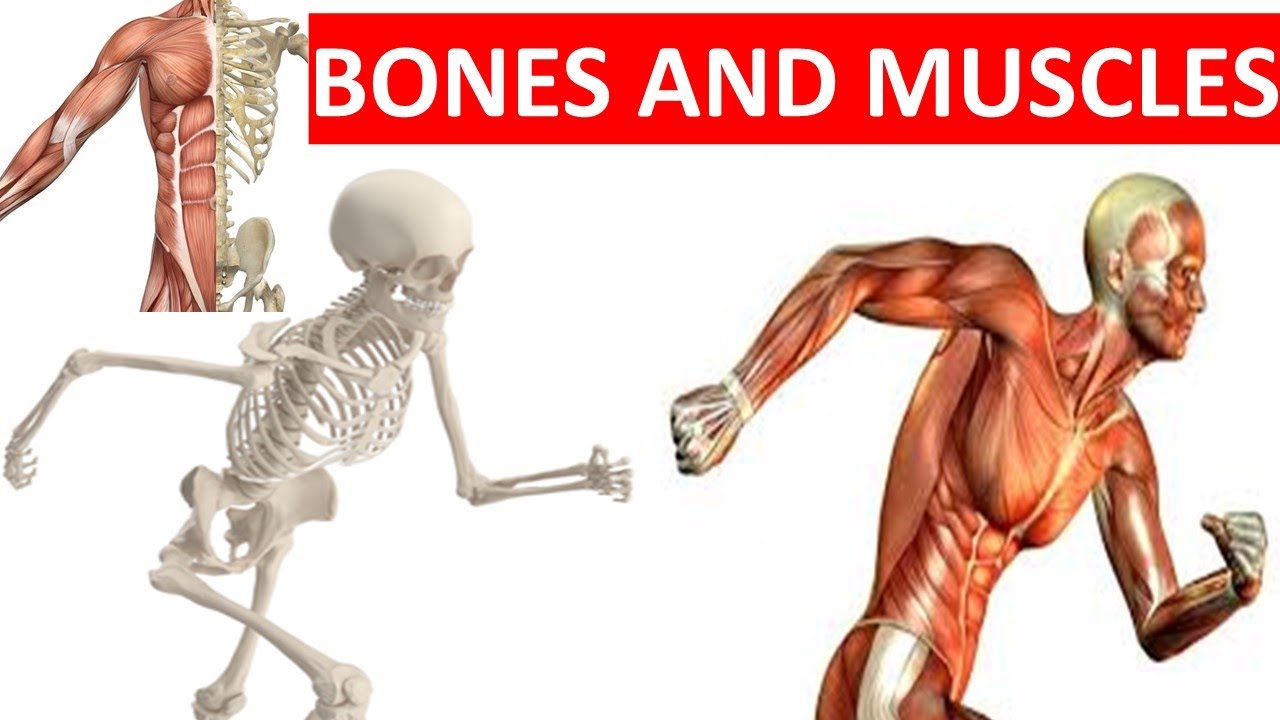 skeletal and muscular system