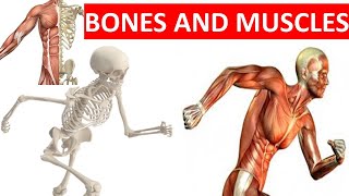 BONES AND MUSCLES || SKELETAL SYSTEM || MUSCULAR SYSTEM || SCIENCE VIDEO FOR KIDS