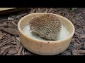 Lesser Tenrec Mom and Babies Take a Dust Bath at Smithsonian's National Zoo