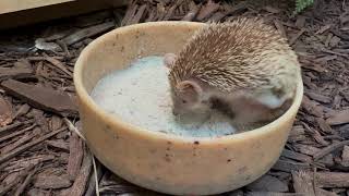 Lesser Tenrec Mom and Babies Take a Dust Bath at Smithsonians National Zoo