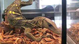 Maryland Reptile Show (w/ town park)