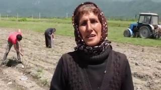 İsmayıllıda Tütün Əkini