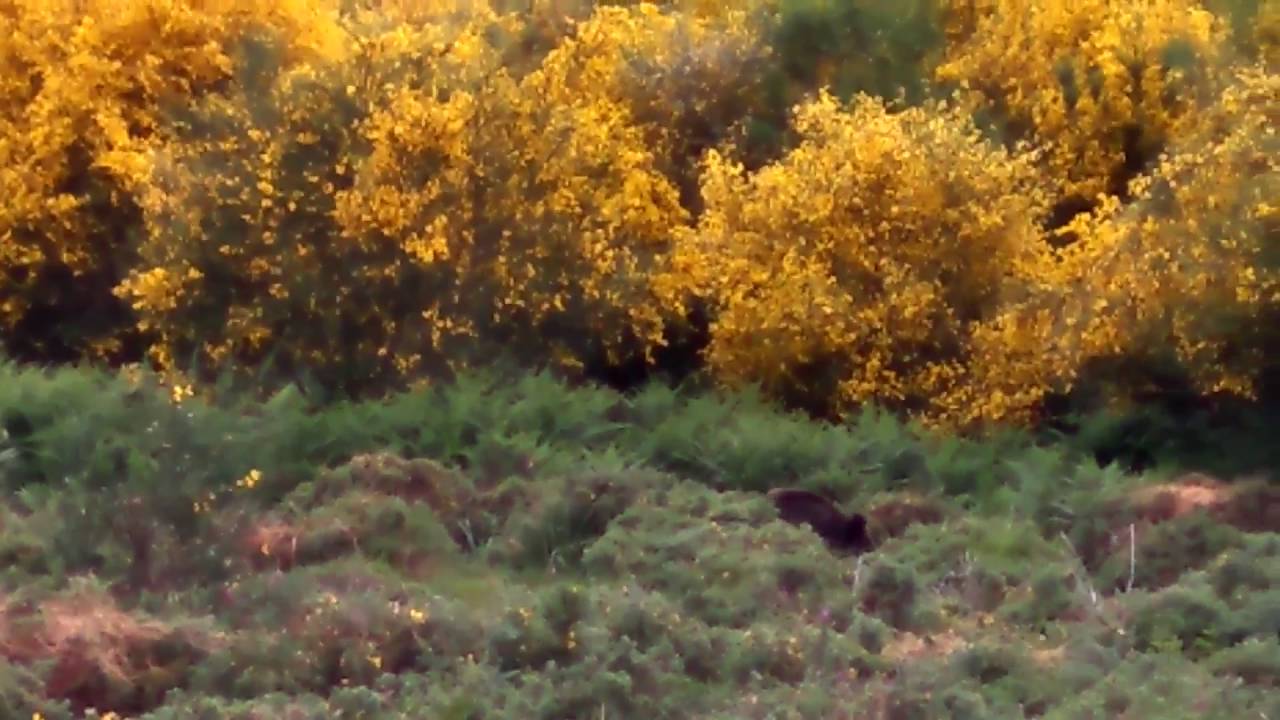 Jabalí con crías en As Quintas (Codeseda - A Estrada)