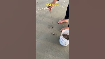 Bắt tôm tít biển Quảng Đại-Sầm Sơn