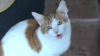 Cat Meowing For Food