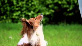 [SHELTIE DIEGO] Amazing Dog Tricks!