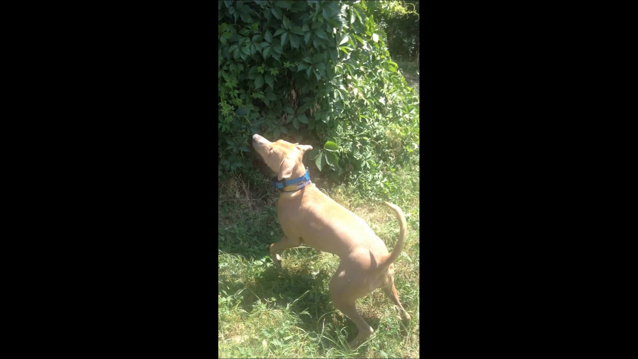 Lacy varmint hunting