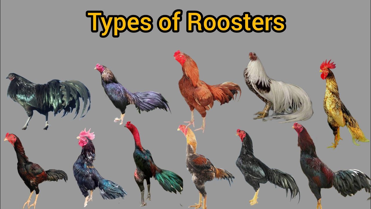 Types of roosters | different roosters breeds from different countries | aseel murgha 