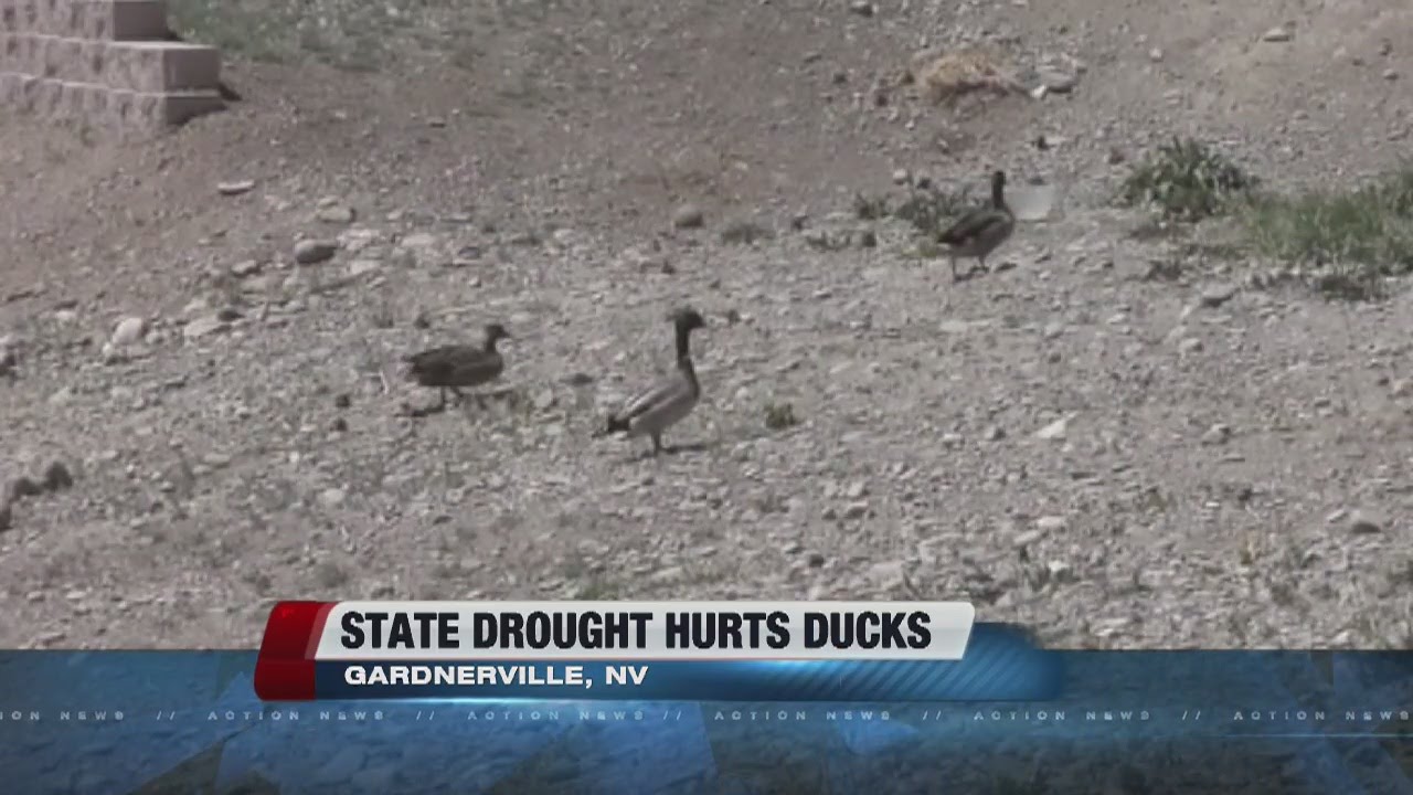 State drought leave ducks stranded