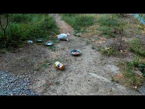 სასაცილო ვიდეო, სულ ფეხებზე ჰკიდია კატები, მაგრამ კატებს არ ჰკიდიათ ძაღლები :) caucasian dog vs cats