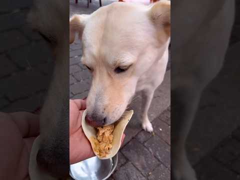 Video: Tukaj je najlažji način, da se razveselijo Lonely Shelter Pups