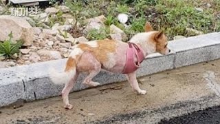 Abandoned Dog, Beongae, Walking On Two Legs Was Adopted...Then Disappeared