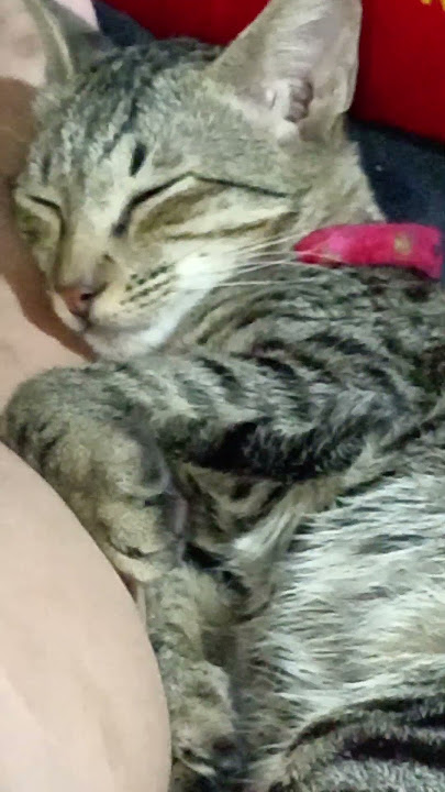 Goya my sweetest 🐱😻