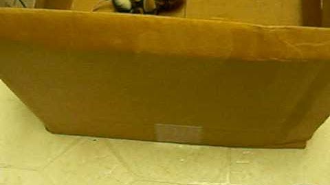 Ball Python striking a rat