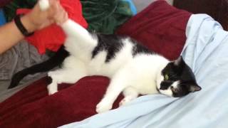 Kitty Aerobics Starring Skater.