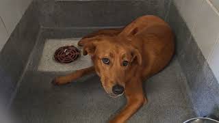 Acs A770566
