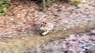 Κυνηγι λαγού εκπαιδευτικό Φεβρουαρίου 2024 KarxasTeam hare hunting!