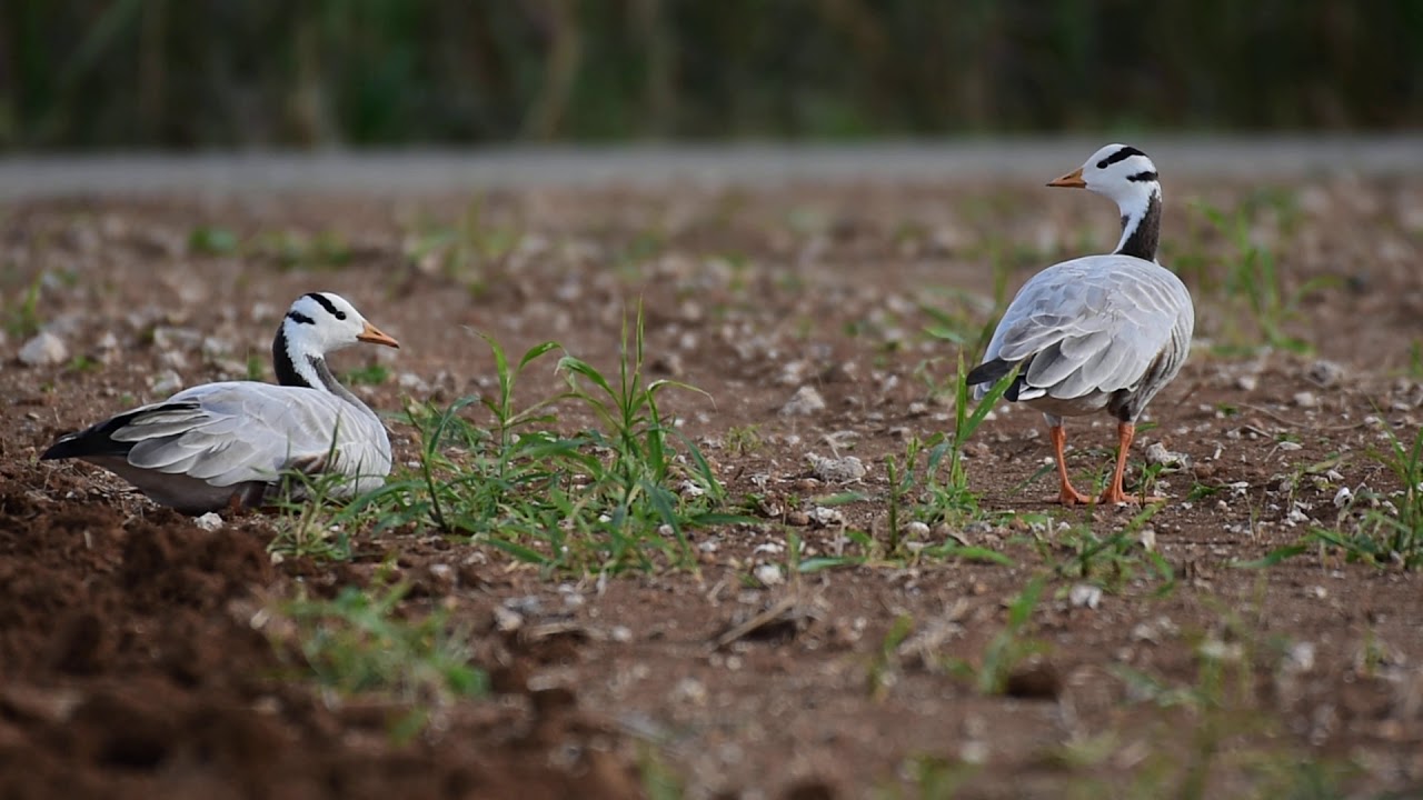 インドガン Bar-Headed Goose 2019/10/19 沖縄県粟国村 
