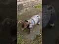 Заводная игрушка, карликовая козочка #animals #животные #коза #козы #pets #тикток #топ #cute #funny