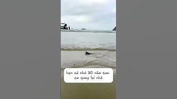 Hẹn nhà mình 30 năm sau em quay lại sinh trứng!!! #shorts #turtle #memes